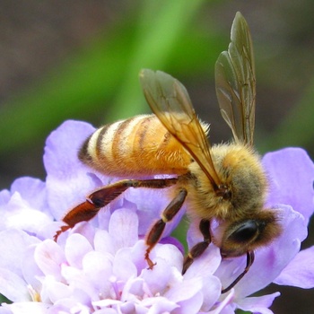 New Song From Howling Owls. 