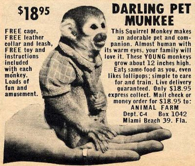 MM Shorts 70: Darling Pet Munkee. 
