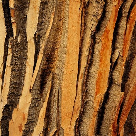 Introducing...Elk Rhythms.