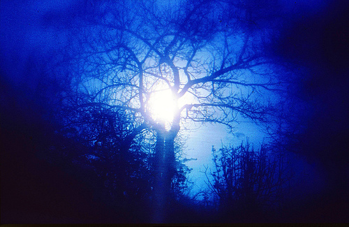 New From Batwings Catwings. 