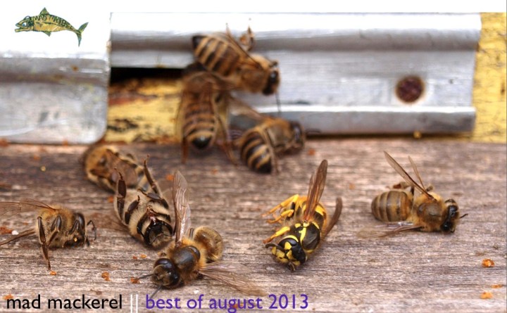 Mad Mackerel's Best of August 2013