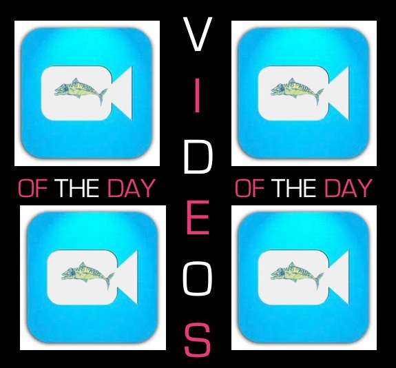 Videos of the Day