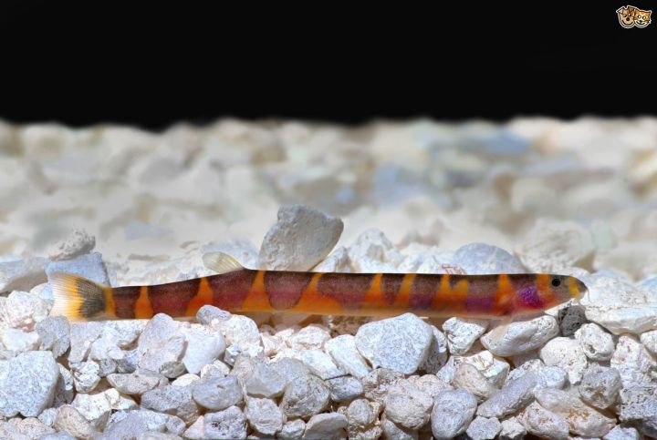 Mrs Mackerel's TFI Friday: 8th January